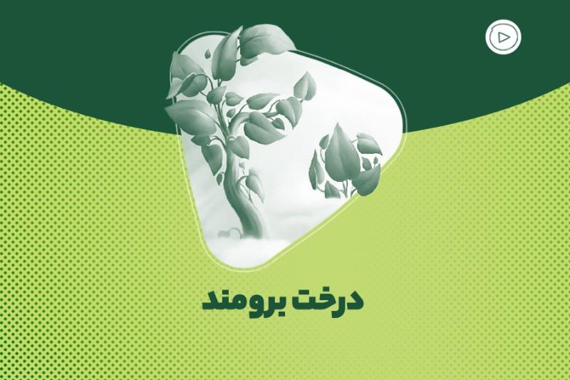 درخت برومند
